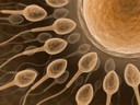 Como acontece a espermatogênese?